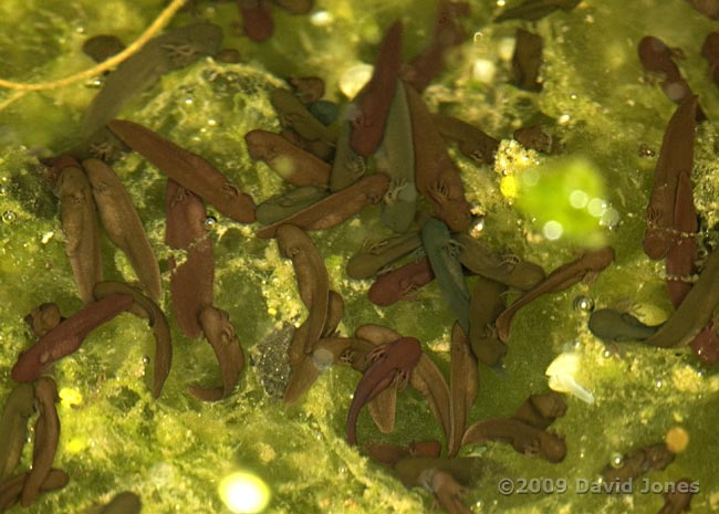 Tadpoles