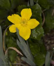 A Marsh Marigold comes into flower today