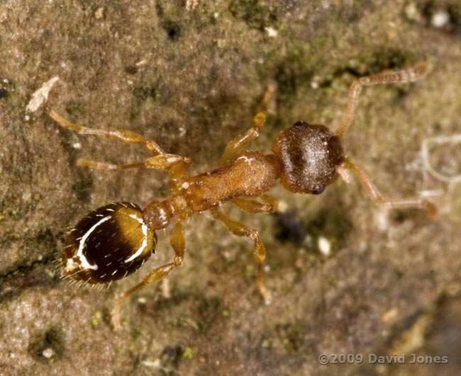 Red coloured ants on Oak log - 1