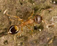 Red coloured ants on Oak log