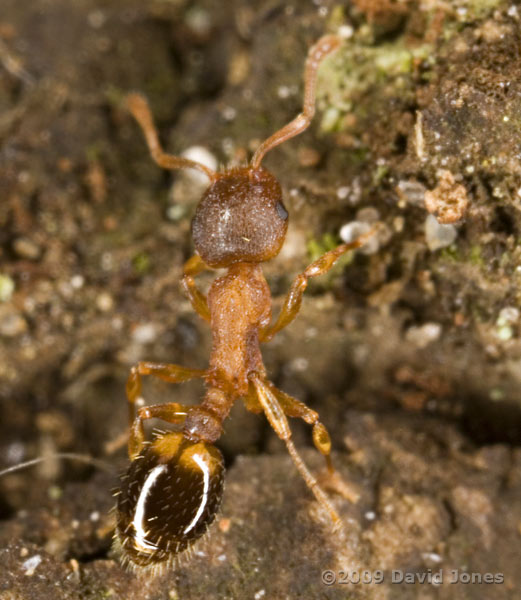 Red coloured ants on Oak log - 2