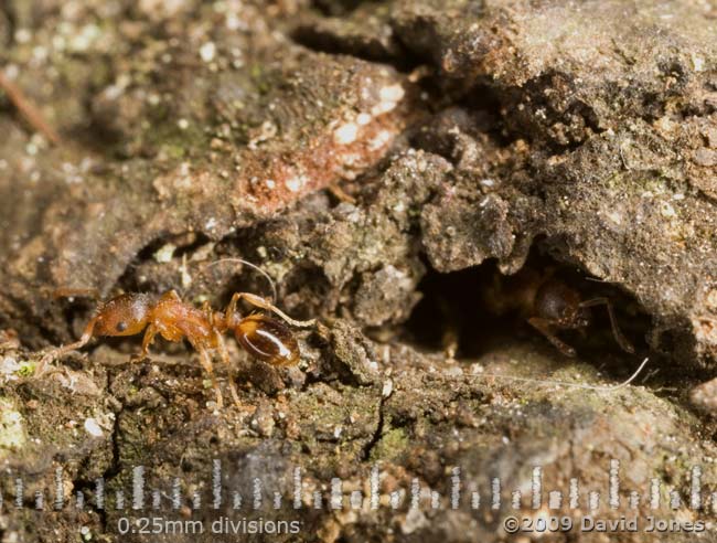 Red coloured ants on Oak log - coming out of a hole in the bark
