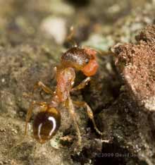 Ant on Oak bark, carrying a red object (egg or pupa?)