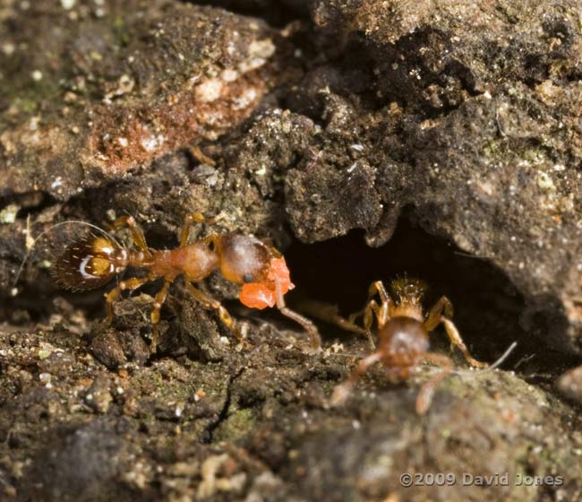 Ant  carrying a red object (egg or pupa?) into hole in bark