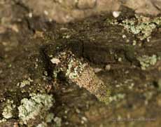 Camouflaged insect larva on Oak log