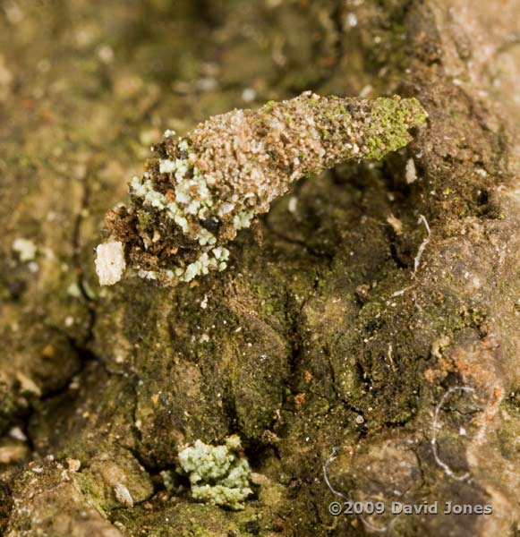 Camouflaged insect larva on Oak log - 2