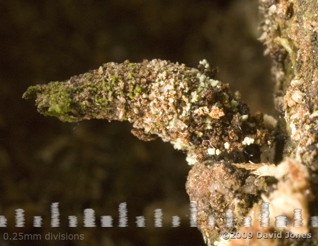 Camouflaged insect larva on Oak log - close-up