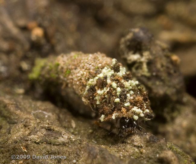 Camouflaged insect larva on Oak log - front of insect exposed