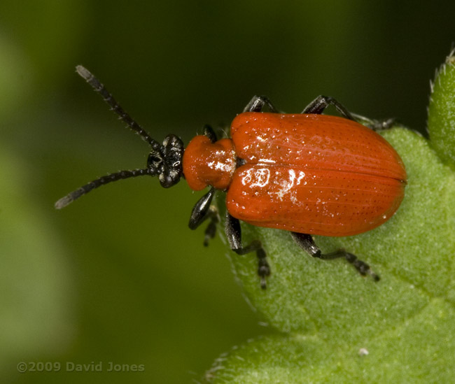 A Lily Beetle (Liloceris lilii)