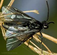 Rhadinocerea micans ( a sawfly)