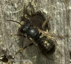 Solitary bee (unidentified) at bee hotel