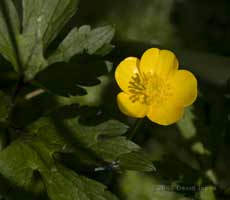 The first Field Buttercup flower opens