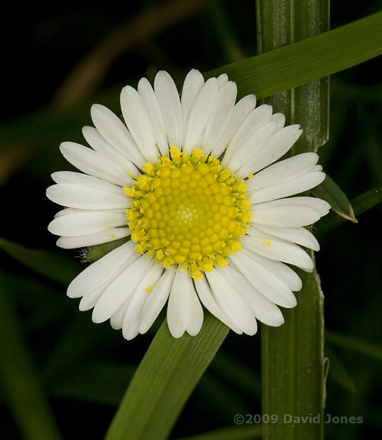 The first Daisy flower opens