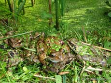 Frogs sun themselves next to the big pond