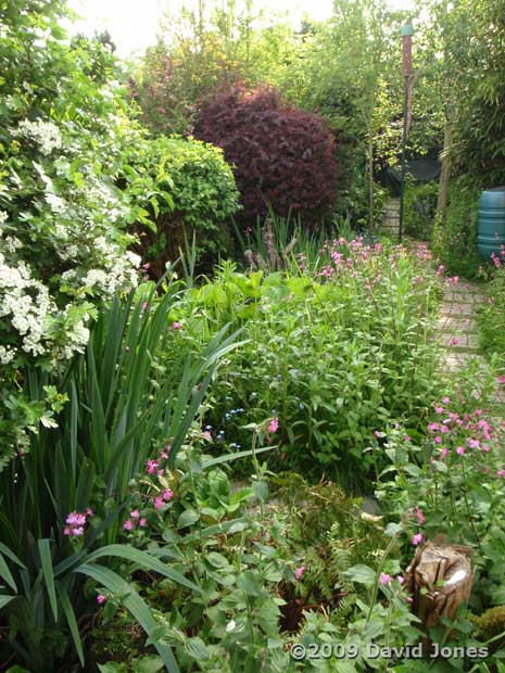 Looking down the garden