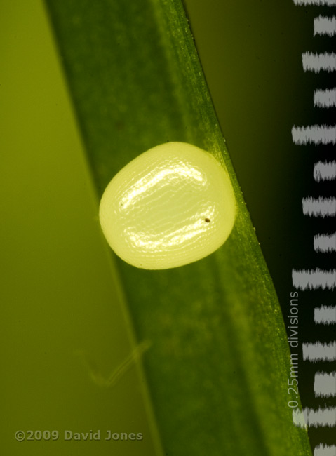 An egg of a Speckled Wood butterfly, laid on grass