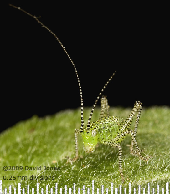 Speckled Bush Cricket nymph (Leptophyes punctatissima)