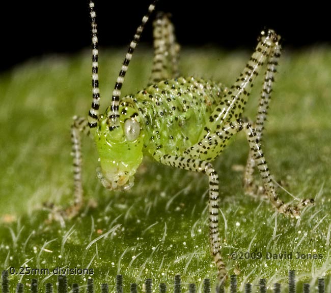 Speckled Bush Cricket nymph (Leptophyes punctatissima) - close-up