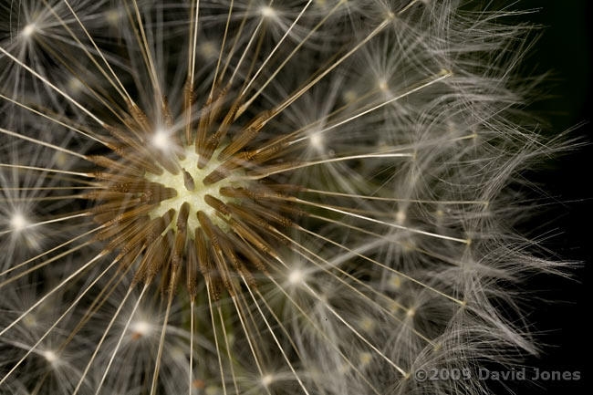 Dandelion seed head