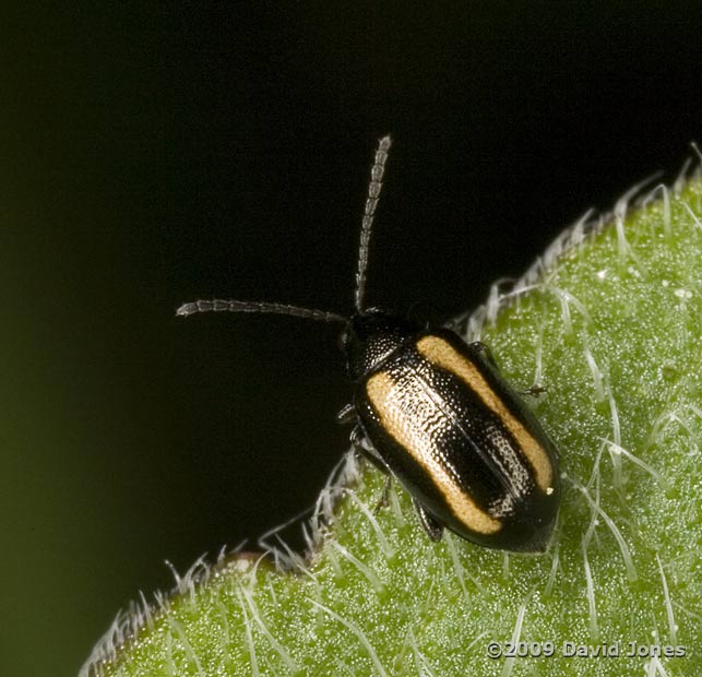 Longitarsus dorsalis (nationally scarce flea beetle)