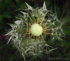 Dandelion seed head after rain