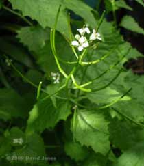 Garlic Mustard