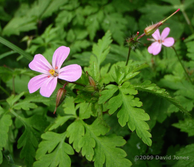 Herb Robert