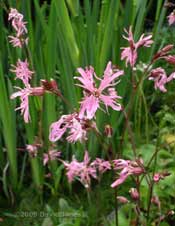 Ragged Robin