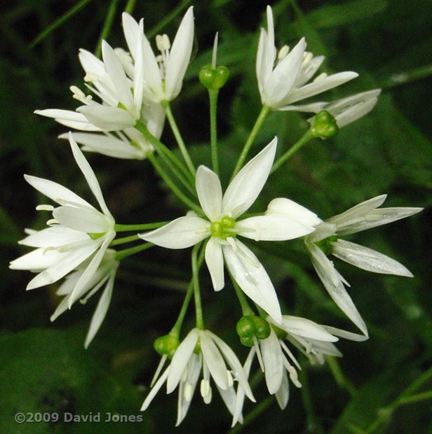 Wild Garlic (Ramson) flowers