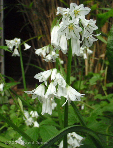 Triangular Garlic