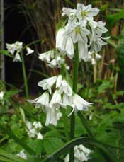 Triangular Garlic