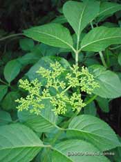 Flower buds on the Elder