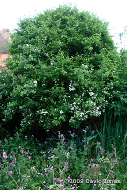 The Hawthorn tree