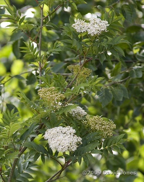 First Rowan flowers open