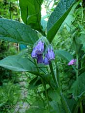 Comfrey in flower