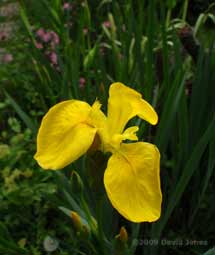 First Flag Iris flower of the year