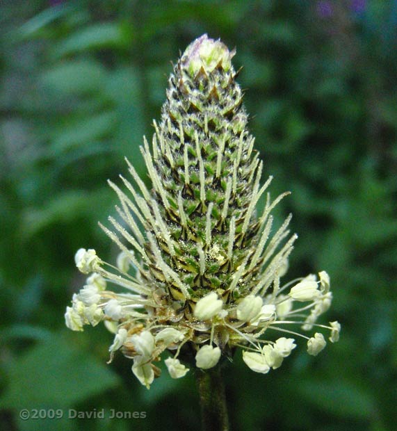 Ribwort (or Narrow-leaved Plantain)