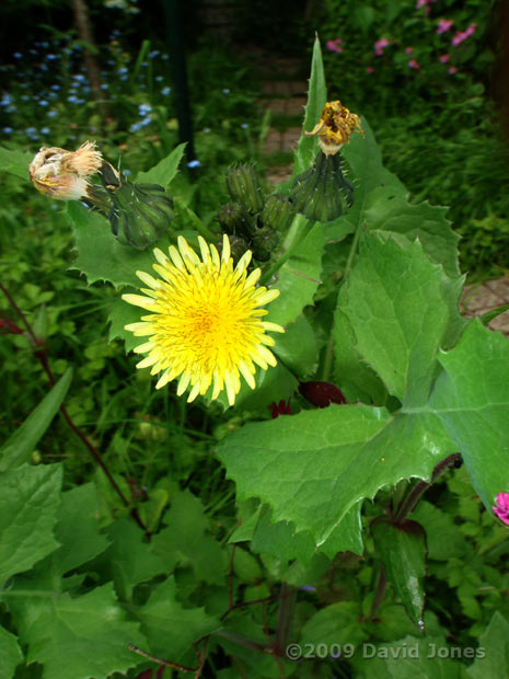 Common Sowthistle