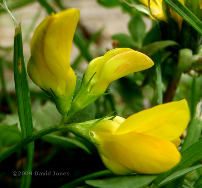 Bird's Foot Trefoil (Lotus corniculatus) - close-up