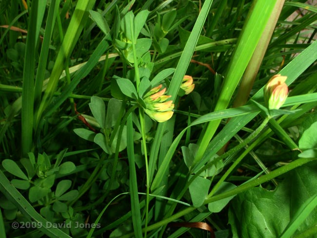 Bird's Foot Trefoil (Lotus corniculatus)