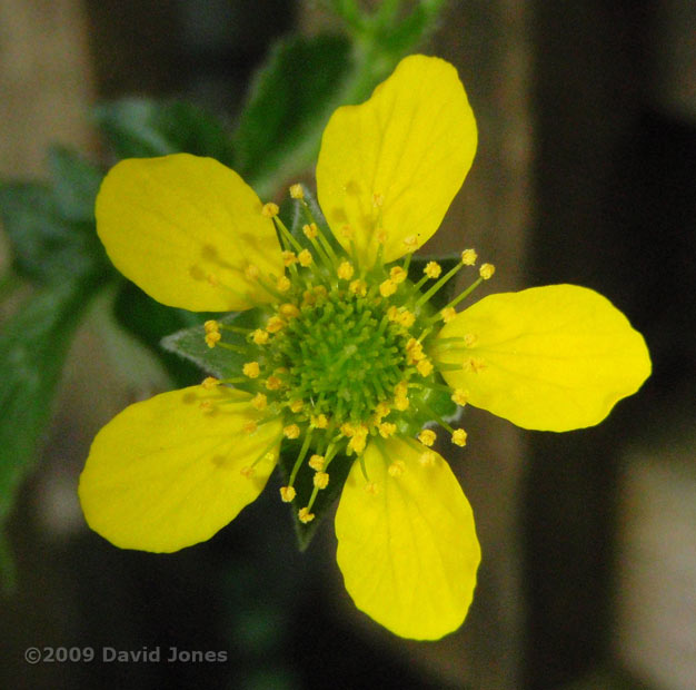 First Wood Avens flower of the year