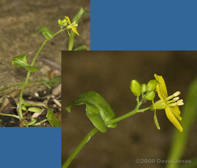 Unidentified plant under bird feeder