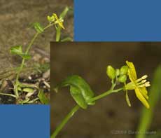 Unidentified plant under bird feeder