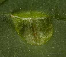 Nettle leaf fungus 1 - blemish on top of leaf