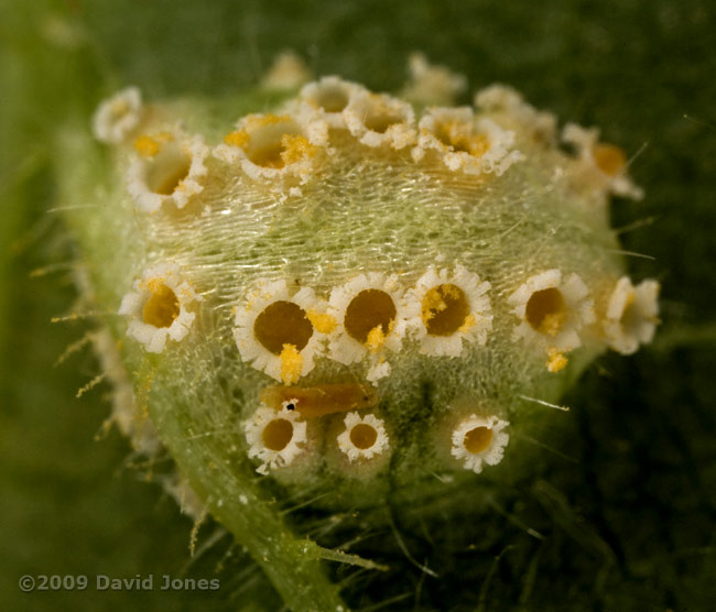 Nettle leaf fungus - fungal sporing on underside of leaf (view a)