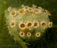 Nettle leaf fungus  - fungal sporing on underside of leaf (view a)