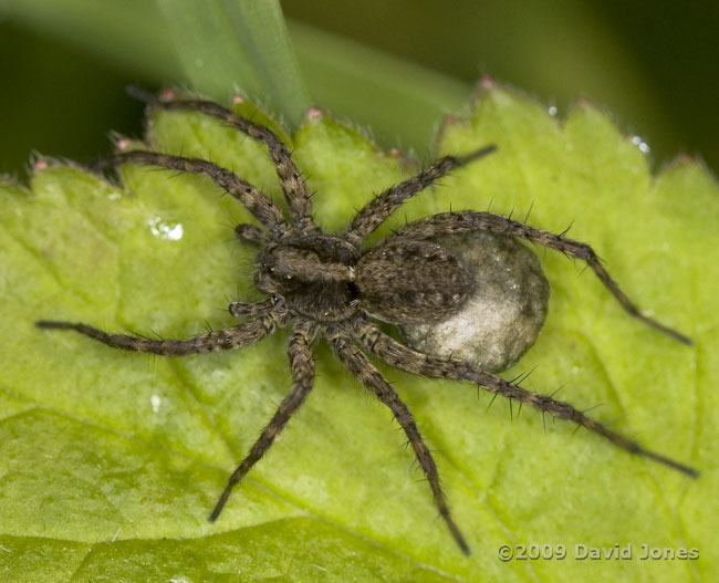 Wolf Spider carries its egg case - 1