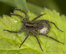 Wolf Spider carries its egg case