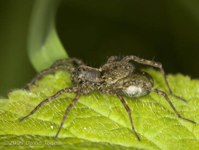 Wolf Spider carries its egg case - 2