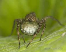 Wolf Spider, showing egg case attached to spinnerets